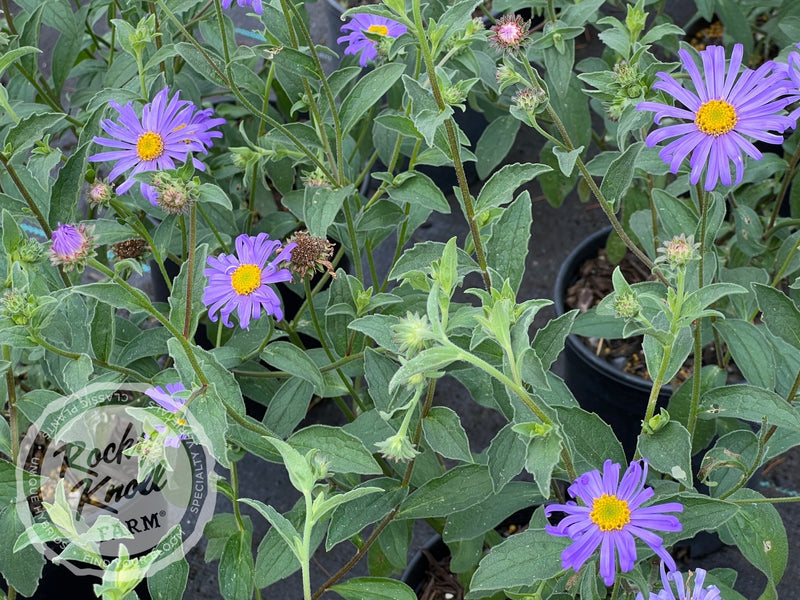 Mönch Aster x frikartii plant from Rocky Knoll Farm