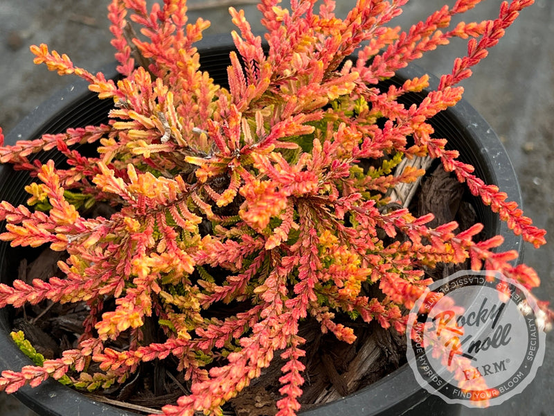 Calluna Blazeaway Heather plant from Rocky Knoll Farm