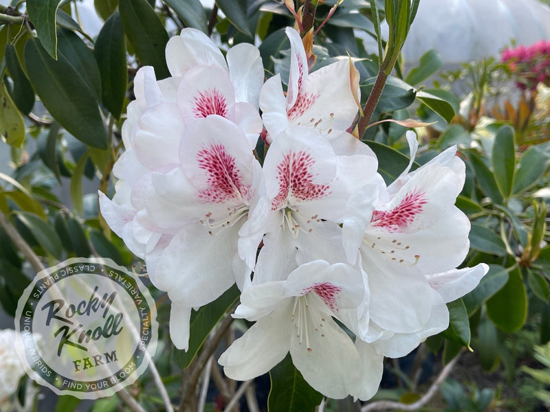 Lady de Rothschild plant from Rocky Knoll Farm