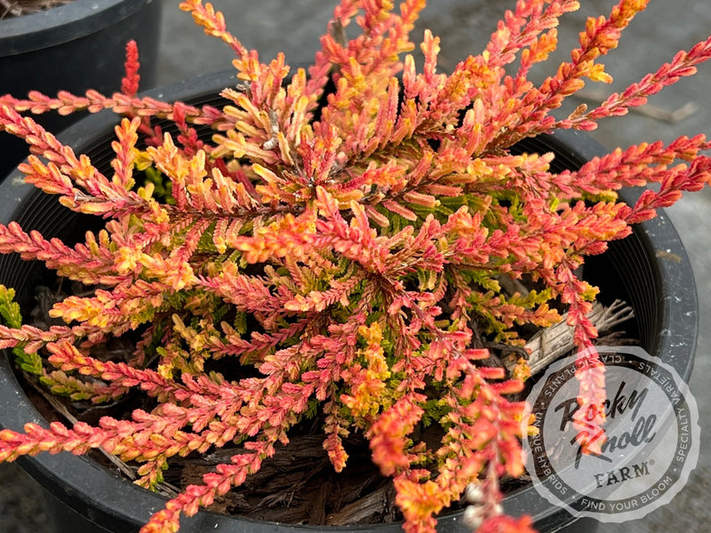 Calluna Blazeaway Heather plant from Rocky Knoll Farm