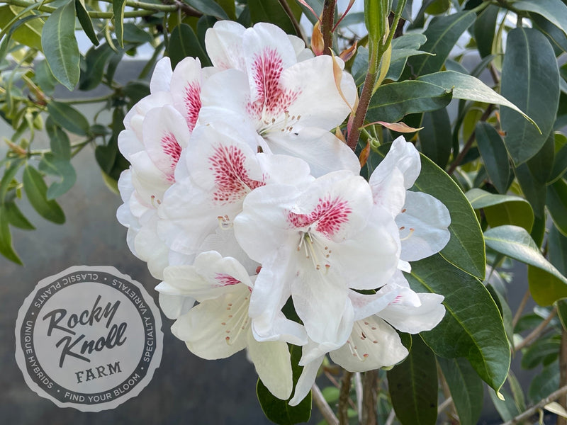 Lady de Rothschild plant from Rocky Knoll Farm