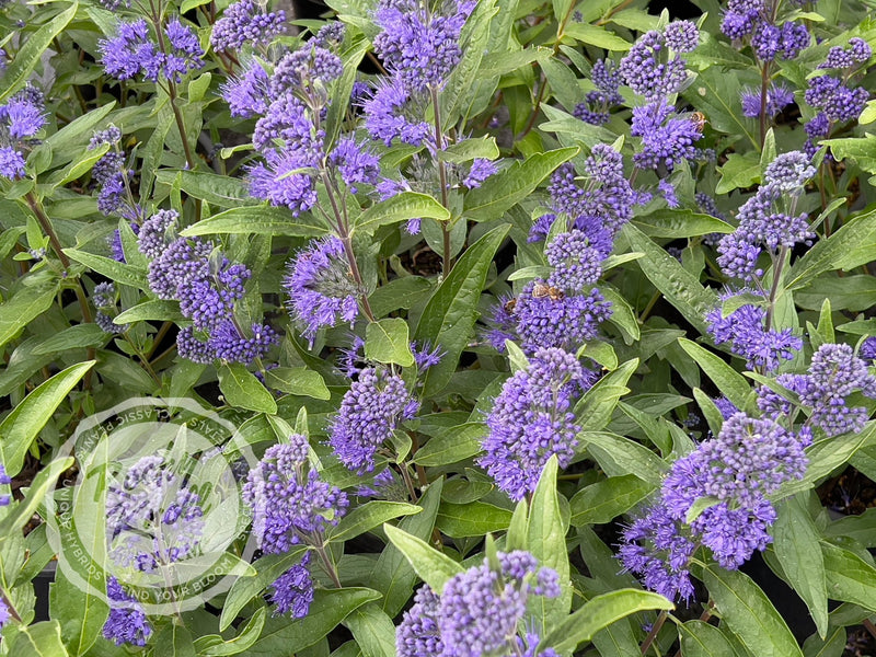Caryopteris 'Dark Knight' (Bluebeard) plant from Rocky Knoll Farm