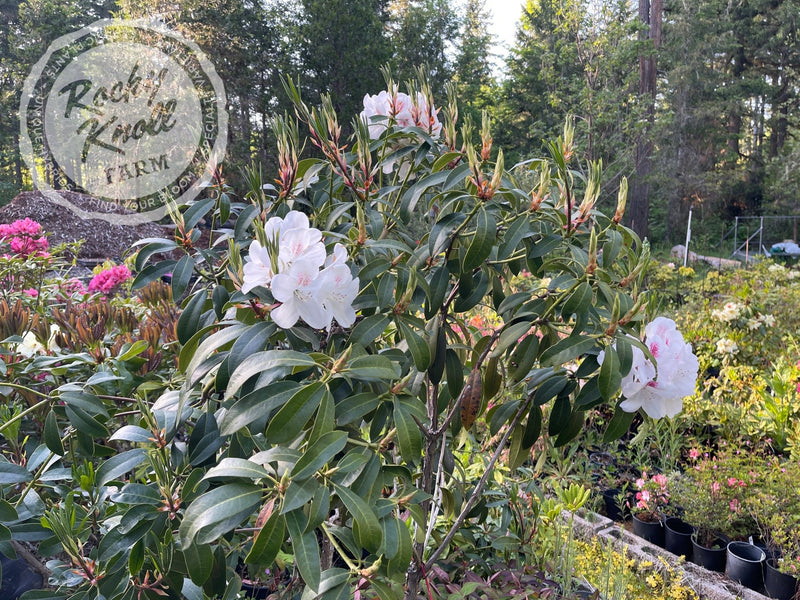 Lady de Rothschild plant from Rocky Knoll Farm