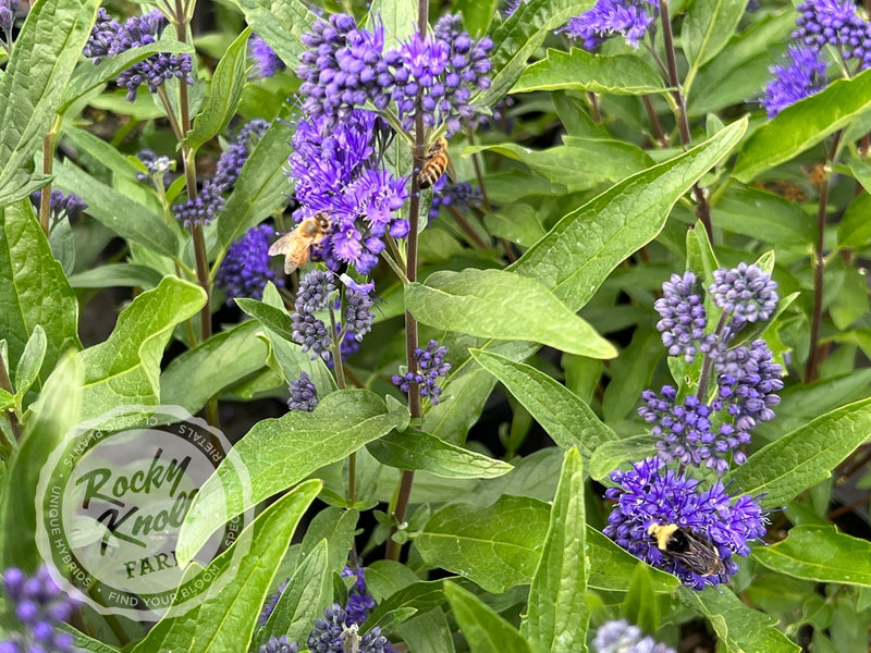 Caryopteris 'Dark Knight' (Bluebeard) plant from Rocky Knoll Farm