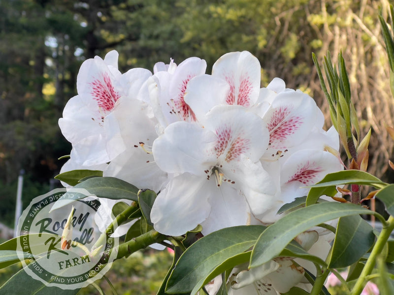 Lady de Rothschild plant from Rocky Knoll Farm