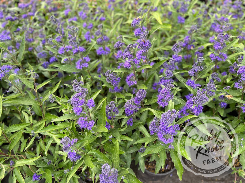 Caryopteris 'Dark Knight' (Bluebeard) plant from Rocky Knoll Farm