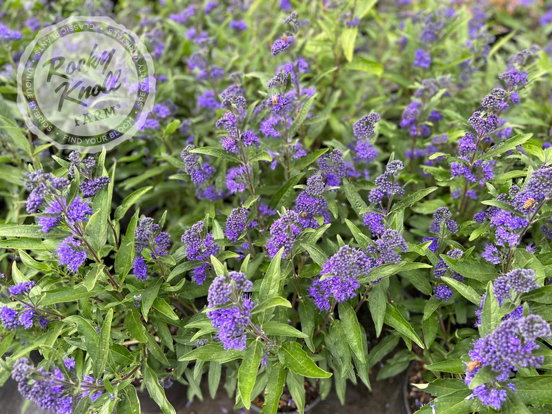 Caryopteris 'Dark Knight' (Bluebeard) plant from Rocky Knoll Farm