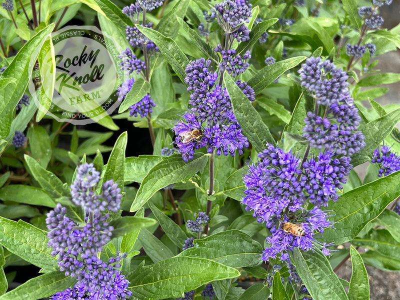 Caryopteris 'Dark Knight' (Bluebeard) plant from Rocky Knoll Farm