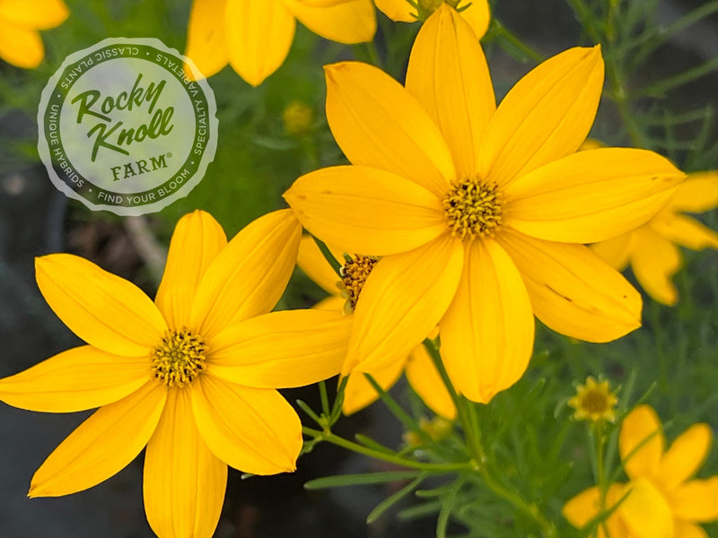 Coreopsis verticillata Zagreb (Threadleaf) plant from Rocky Knoll Farm