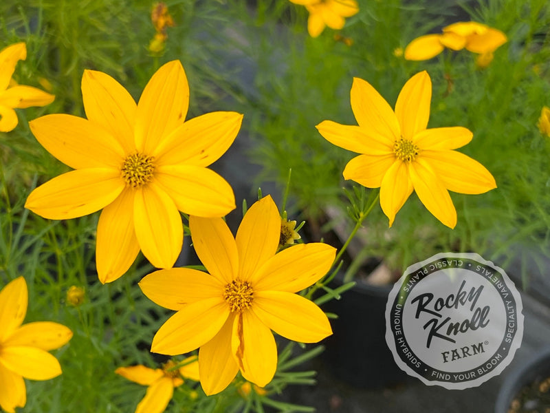 Coreopsis verticillata Zagreb (Threadleaf) plant from Rocky Knoll Farm