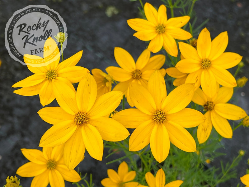 Coreopsis verticillata Zagreb (Threadleaf) plant from Rocky Knoll Farm