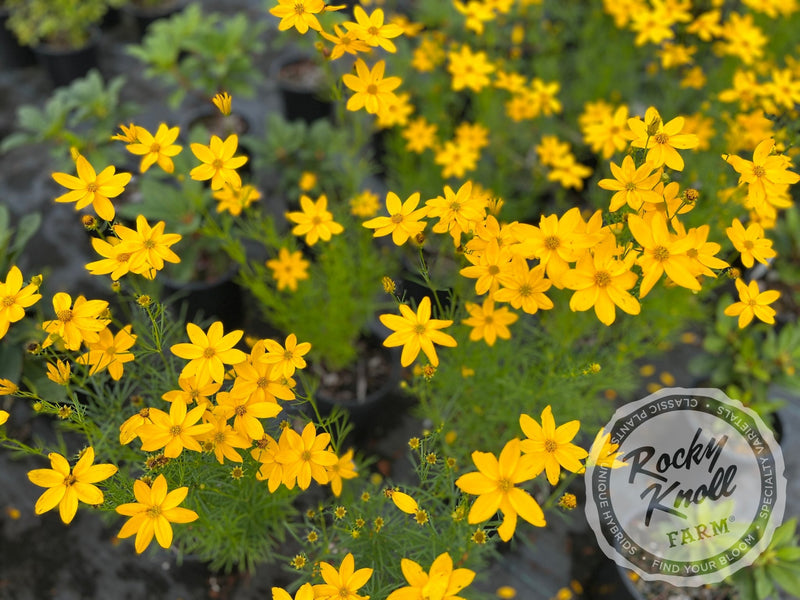 Coreopsis verticillata Zagreb (Threadleaf) plant from Rocky Knoll Farm