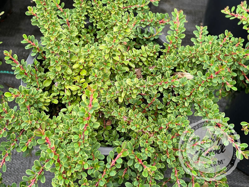 Little-leaf 'Cooperi' Cotoneaster plant from Rocky Knoll Farm