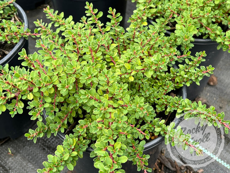 Little-leaf 'Cooperi' Cotoneaster plant from Rocky Knoll Farm