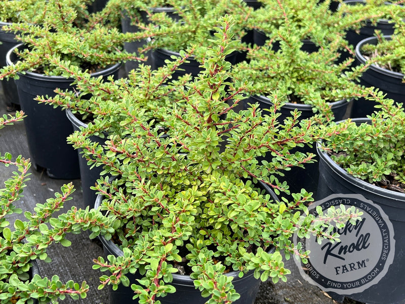 Little-leaf 'Cooperi' Cotoneaster plant from Rocky Knoll Farm