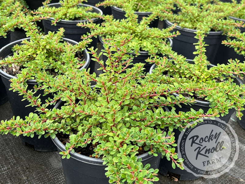 Little-leaf 'Cooperi' Cotoneaster plant from Rocky Knoll Farm