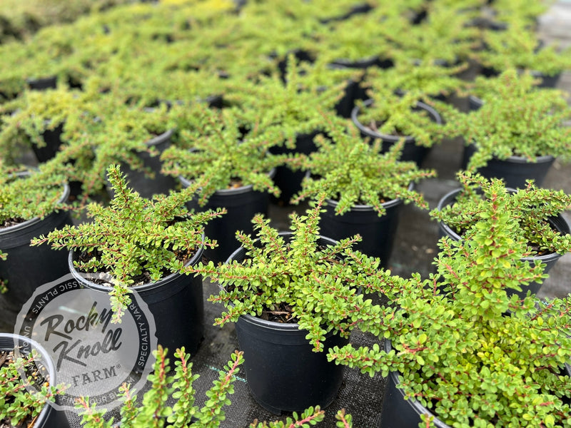 Little-leaf 'Cooperi' Cotoneaster plant from Rocky Knoll Farm