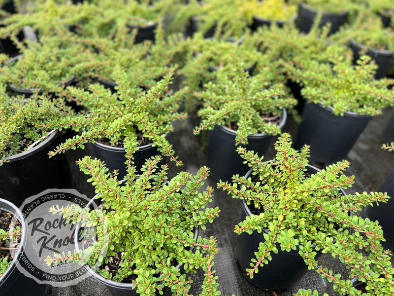 Little-leaf 'Cooperi' Cotoneaster plant from Rocky Knoll Farm