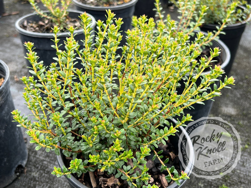 Sand Myrtle - Leiophyllum buxifolium plant from Rocky Knoll Farm