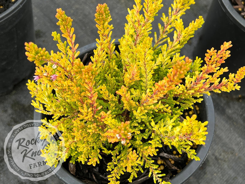 Calluna Winter Chocolate Heather plant from Rocky Knoll Farm