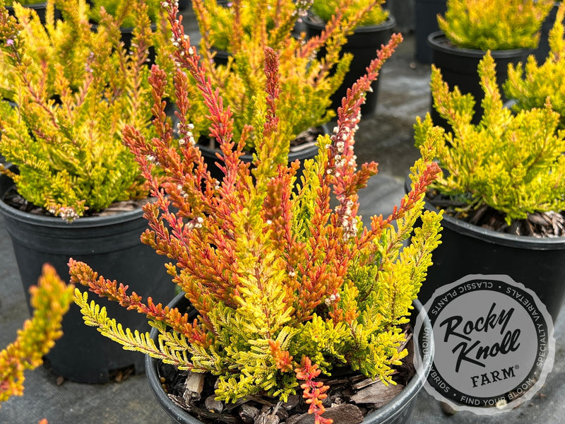 Calluna Winter Chocolate Heather plant from Rocky Knoll Farm