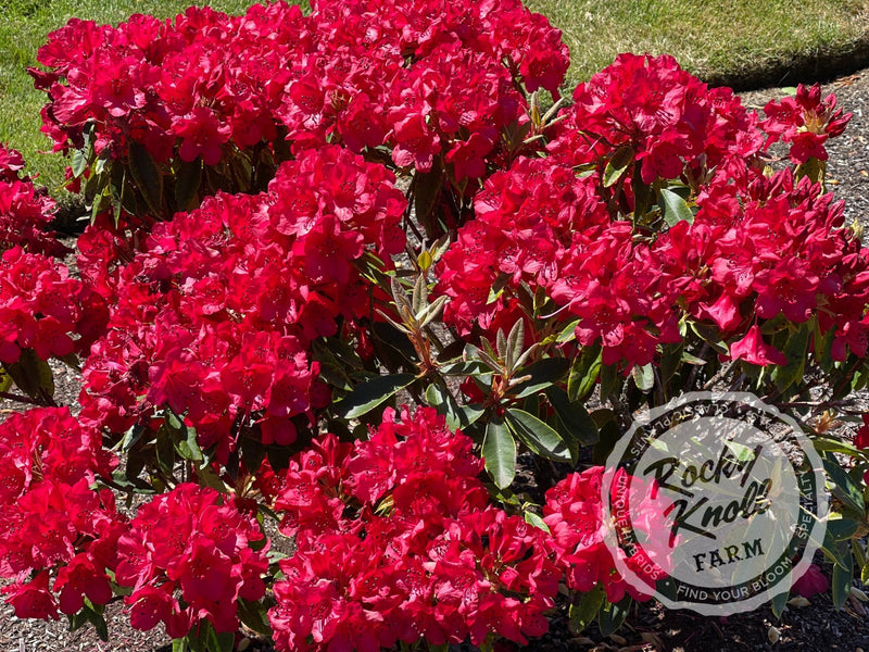 Martin 241 plant from Rocky Knoll Farm