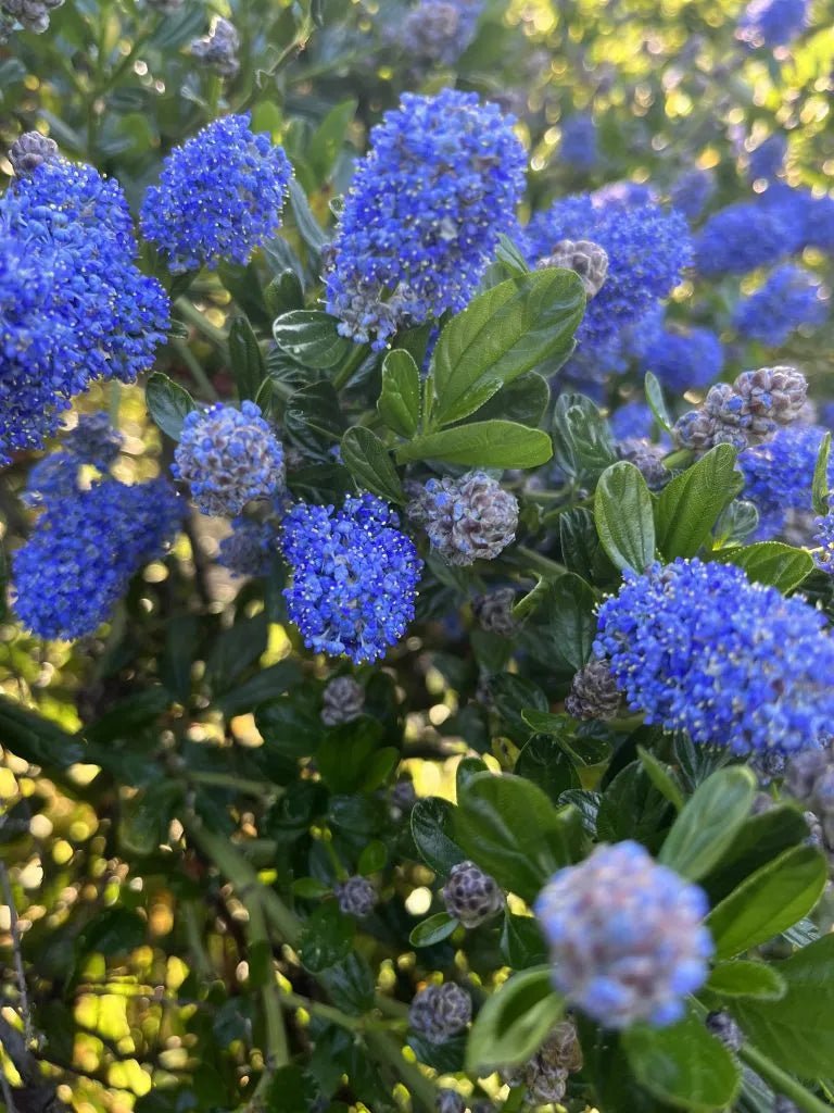 Ceanothus 'Victoria' (California Lilac) plant from Rocky Knoll Farm