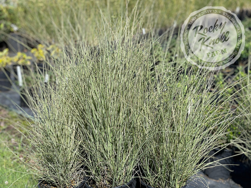 Miscanthus 'Morning Light' (Maiden Grass) plant from Rocky Knoll Farm