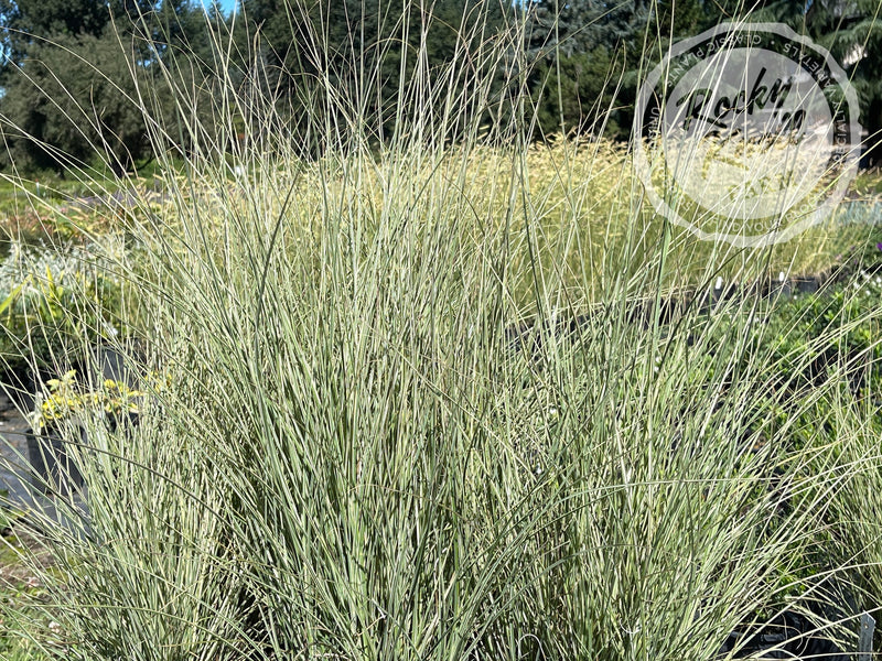 Miscanthus 'Morning Light' (Maiden Grass) plant from Rocky Knoll Farm