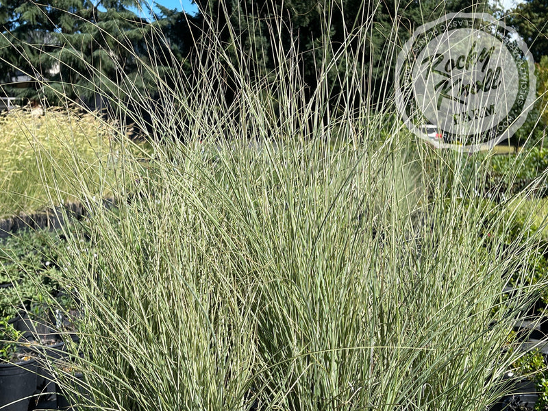 Miscanthus 'Morning Light' (Maiden Grass) plant from Rocky Knoll Farm
