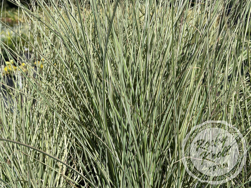 Miscanthus 'Morning Light' (Maiden Grass) plant from Rocky Knoll Farm