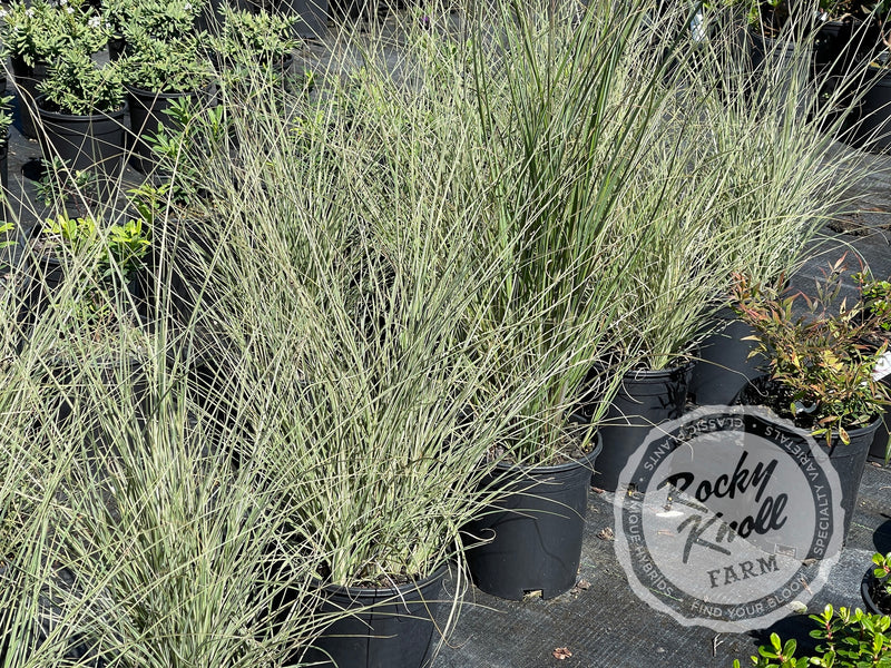 Miscanthus 'Morning Light' (Maiden Grass) plant from Rocky Knoll Farm