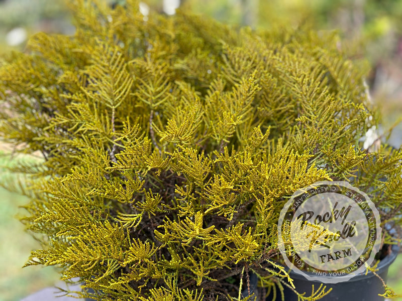 Hebe ochracea 'James Stirling' (Whipcord Hebe) plant from Rocky Knoll Farm