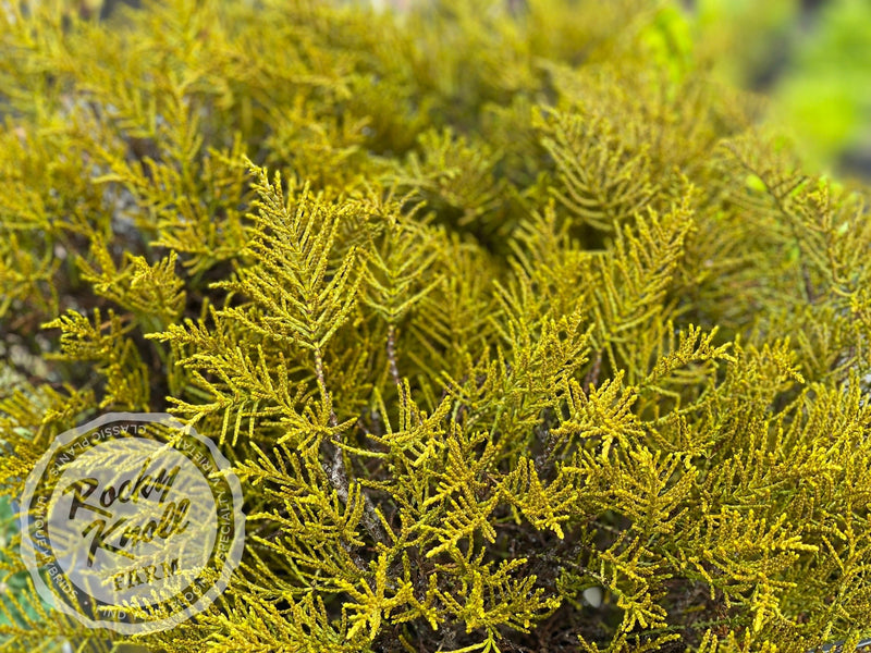 Hebe ochracea 'James Stirling' (Whipcord Hebe) plant from Rocky Knoll Farm