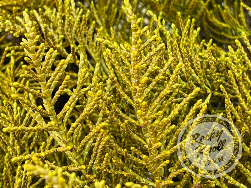 Hebe ochracea 'James Stirling' (Whipcord Hebe) plant from Rocky Knoll Farm