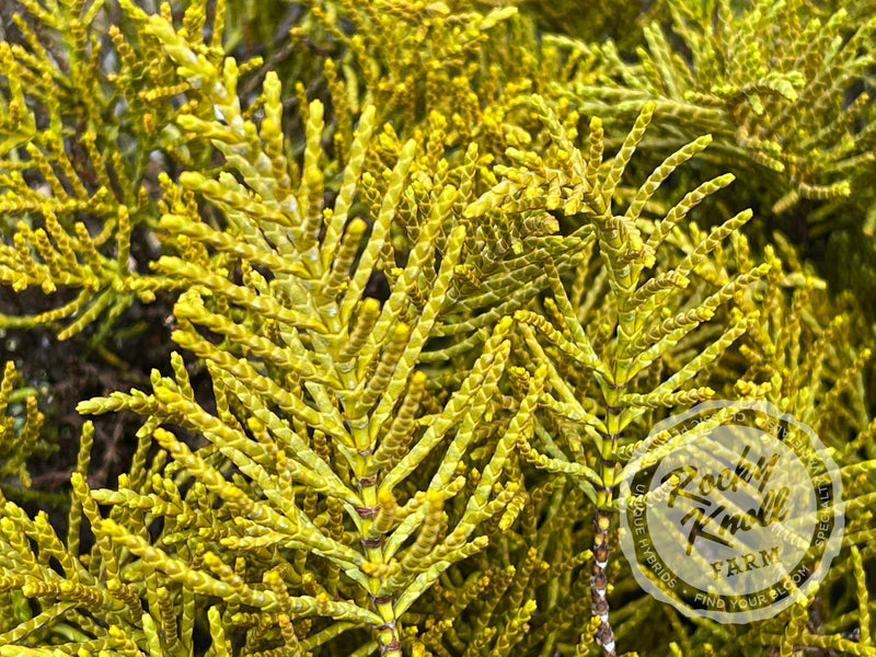 Hebe ochracea 'James Stirling' (Whipcord Hebe) plant from Rocky Knoll Farm