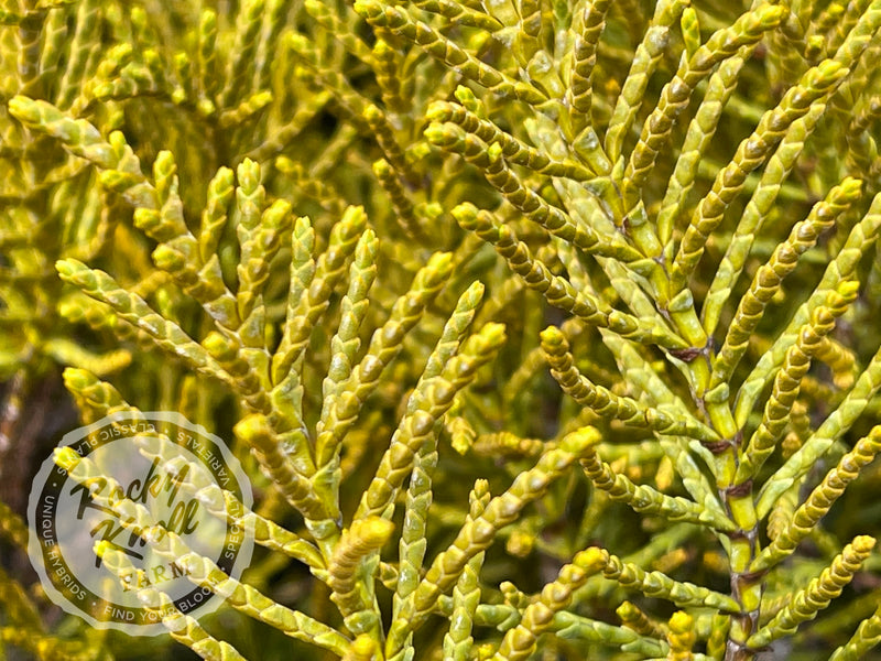 Hebe ochracea 'James Stirling' (Whipcord Hebe) plant from Rocky Knoll Farm