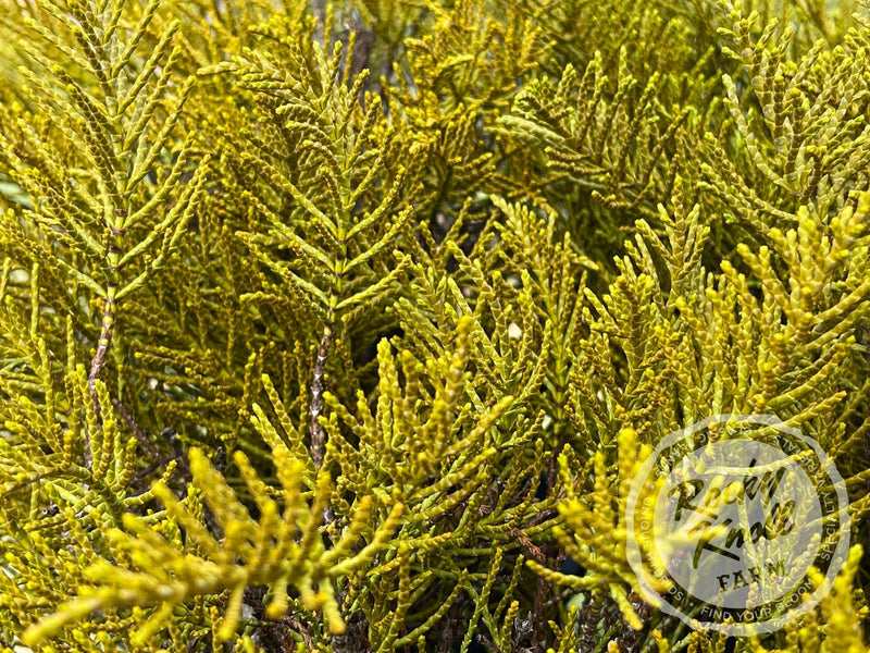 Hebe ochracea 'James Stirling' (Whipcord Hebe) plant from Rocky Knoll Farm