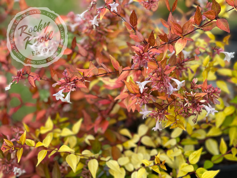 Abelia - Francis Mason plant from Rocky Knoll Farm