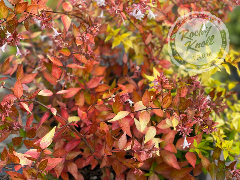 Abelia - Francis Mason plant from Rocky Knoll Farm