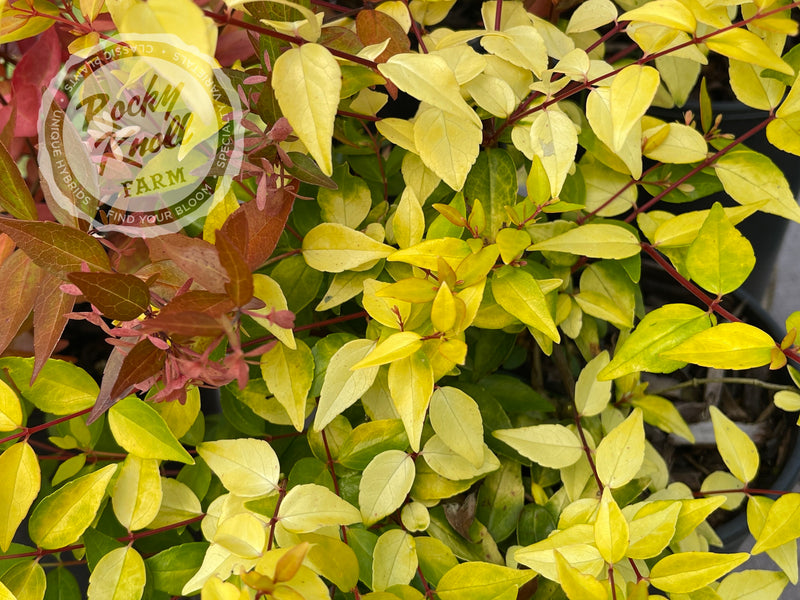 Abelia - Francis Mason plant from Rocky Knoll Farm