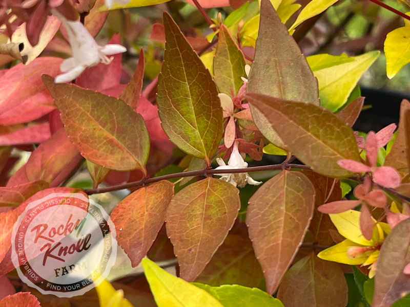 Abelia - Francis Mason plant from Rocky Knoll Farm