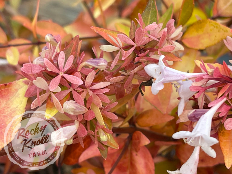 Abelia - Francis Mason plant from Rocky Knoll Farm