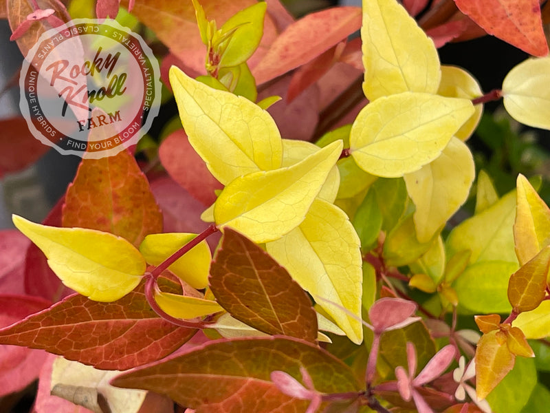 Abelia - Francis Mason plant from Rocky Knoll Farm