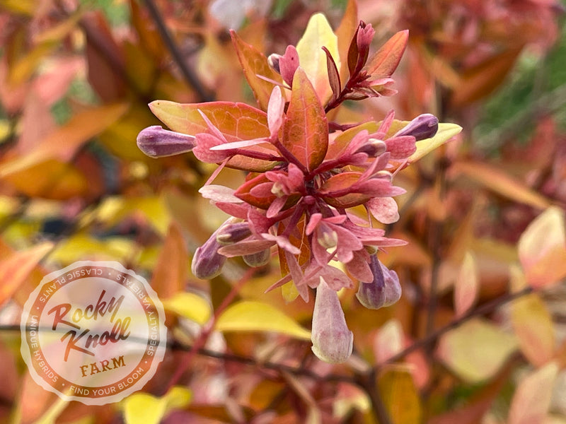 Abelia - Francis Mason plant from Rocky Knoll Farm