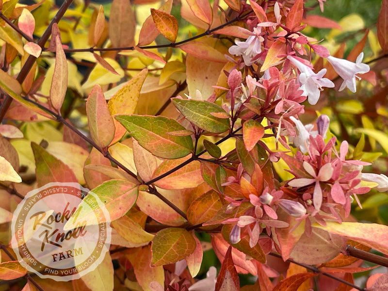 Abelia - Francis Mason plant from Rocky Knoll Farm