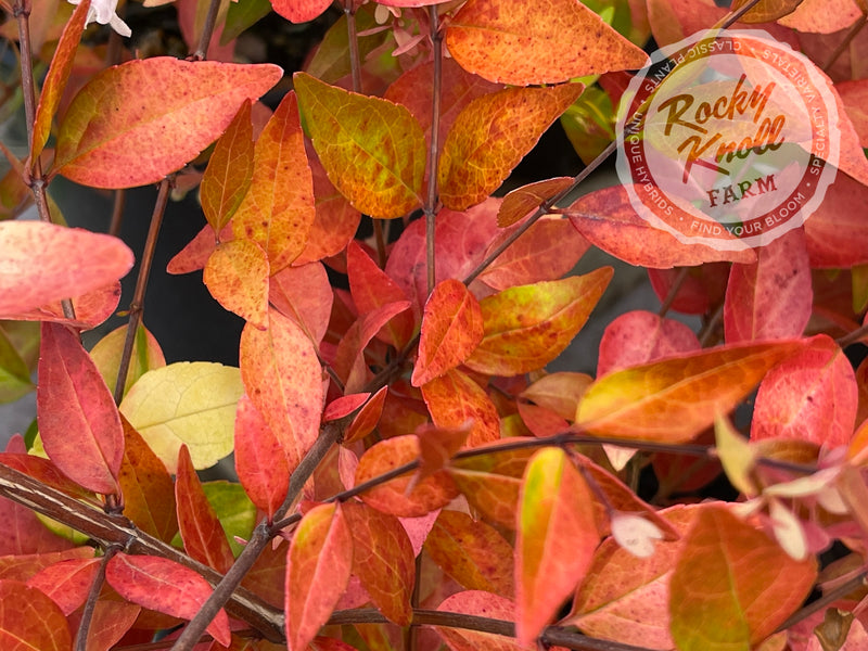 Abelia - Francis Mason plant from Rocky Knoll Farm