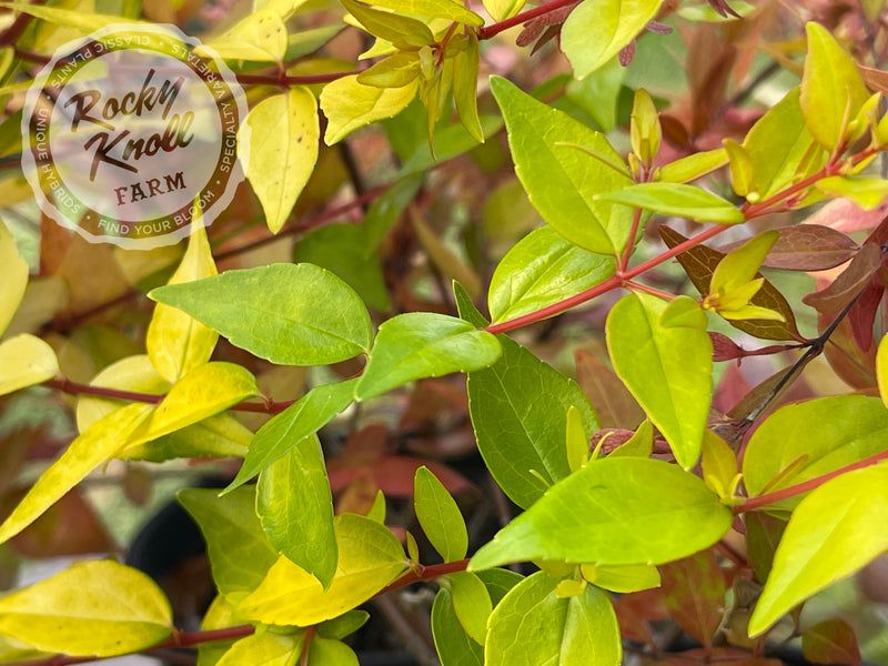 Abelia - Francis Mason plant from Rocky Knoll Farm