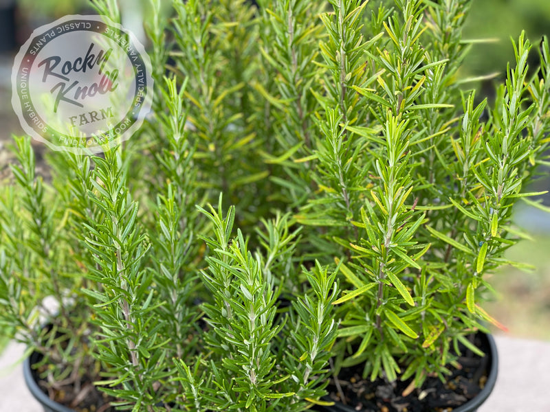 Barbeque Rosemary plant from Rocky Knoll Farm