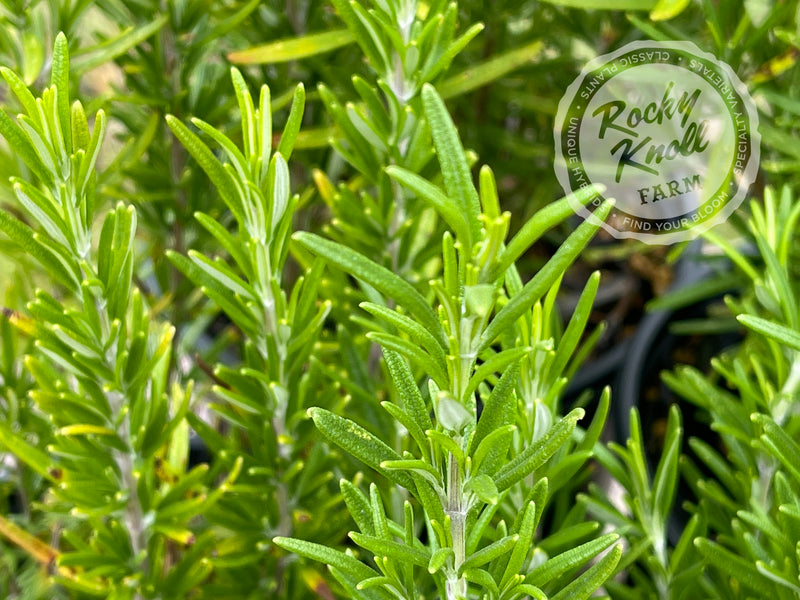 Barbeque Rosemary plant from Rocky Knoll Farm